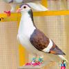 farmansafi45