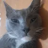 scyllog