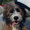 GussyWussy_StBerdoodle