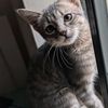 pookito_c
