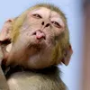 hi2_rah