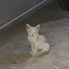 ahmadhahmadh6