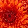 flower_power166