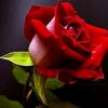 mohammed.s231