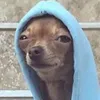 dripyy.dog