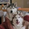 mnhuskies