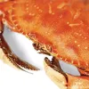 humble_crab