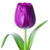 tulip.lavender