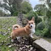 stanley_the_corgi