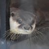 otter_lunachiko