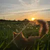vyyyooo1