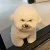 pjm_8091