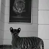 ic.lion