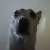 alterusxd