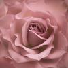 pinkroses_14