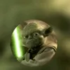 romatop066