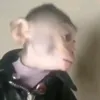 dyrnoyy