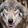 wolfpack542