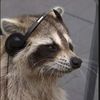 fox_inthe_forest