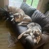 huskiesrlife