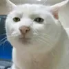 thelazycat2