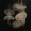 dzyy_091