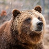 hungrygrizzlybear