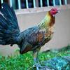 mkzn1512.gamefowl