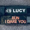 k9_lucy_