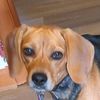 beagletunes