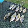 coash200s