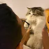 coklatkecut4