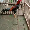 rezaputra193