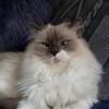 this_is_my_kat
