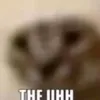 friendlyneughbourhoodcat