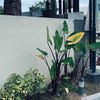 vetrabayu
