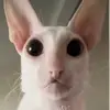belobls
