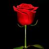 user5307472416312