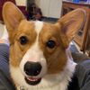 corgimom88