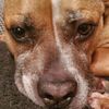 zeusthepittyboxermix