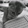 fifihsitimuhafilah_12
