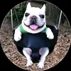 pumpki1m