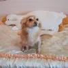 busenka_li8