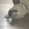 snowballpuppy