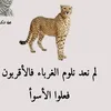 bemadni.061