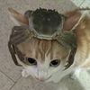 bubstori