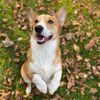 corgi412