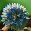 tiara3o
