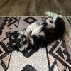 zookeepingintheburbs