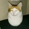 userjdmb785y82